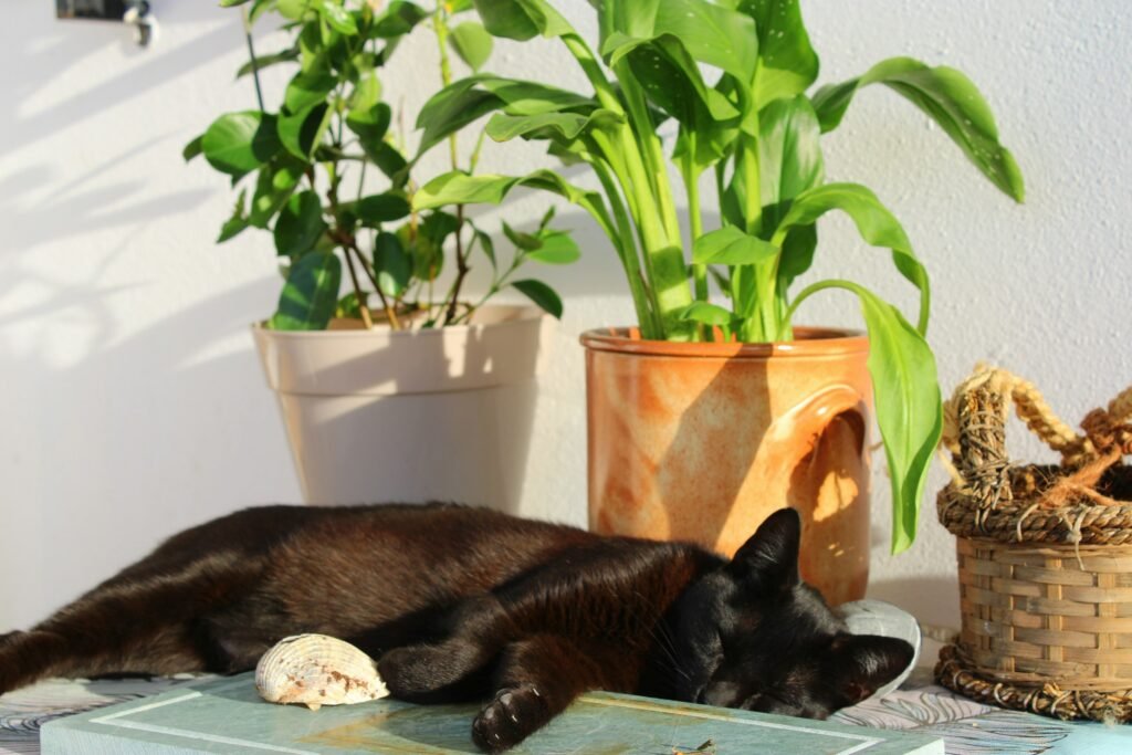 Bring Nature Into Your Home